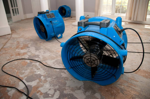 Best Professional water damage repair  in Jackson, MN