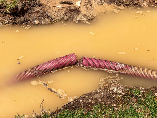 Best Basement water damage restoration  in Jackson, MN