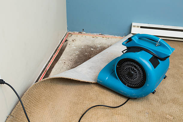 Best Mold removal after water damage  in Jackson, MN